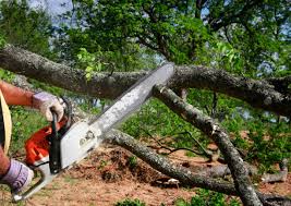 Best Hazardous Tree Removal  in Rockland, ME