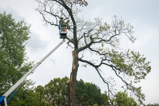 Best Emergency Tree Removal  in Rockland, ME