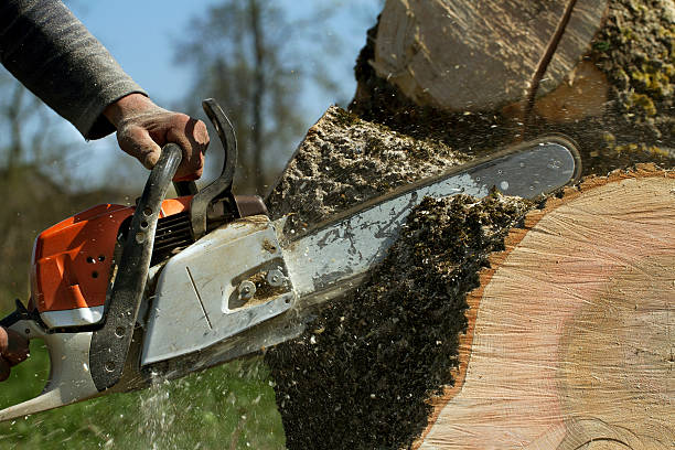 How Our Tree Care Process Works  in  Rockland, ME